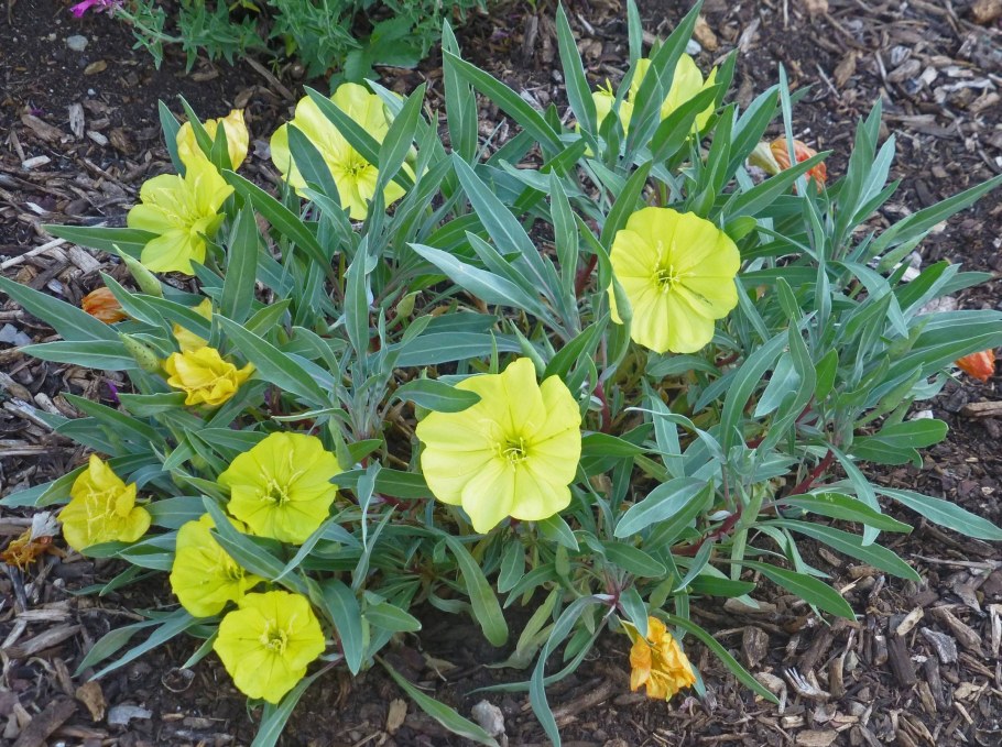 Энотера кустарниковая Вариегата