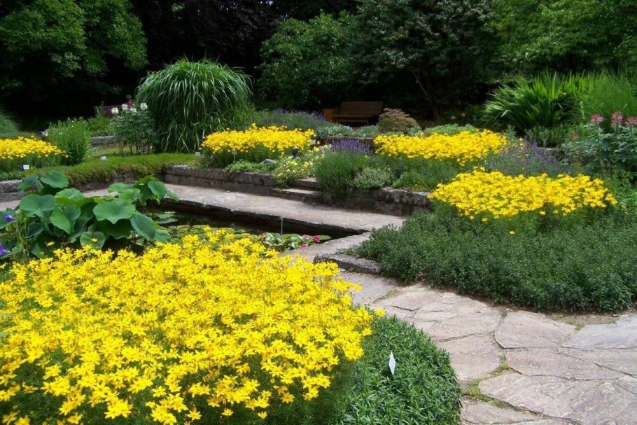 Кореопсис рабатка