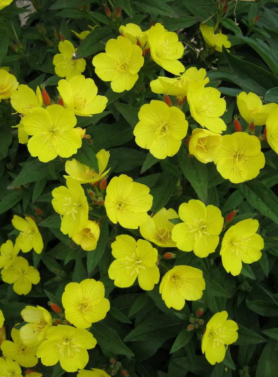 Энотера многолетняя миссурийская