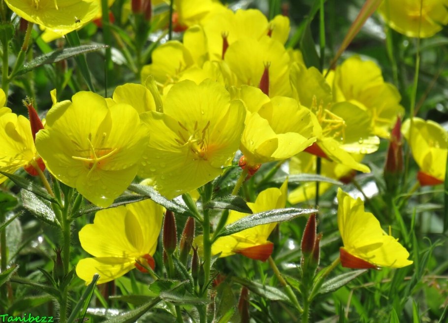 Энотера миссурийская