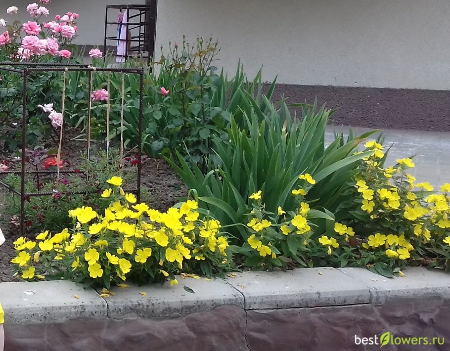 Энотера желтая на клумбах