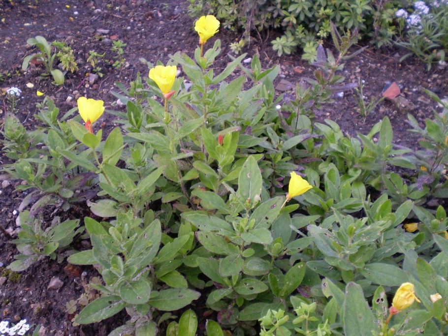 Энотера Пиноккио