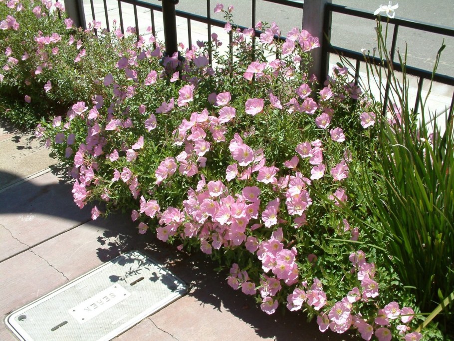 Энотера розовая мечта