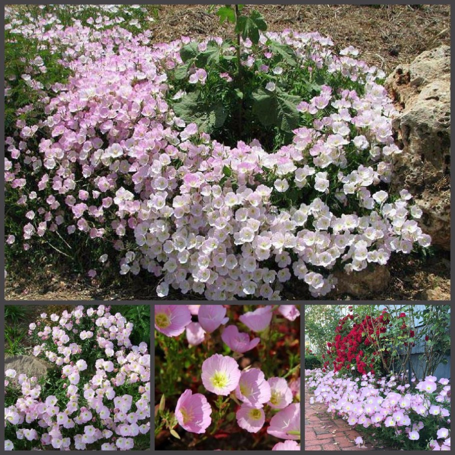 Энотера розовая почвопокровная