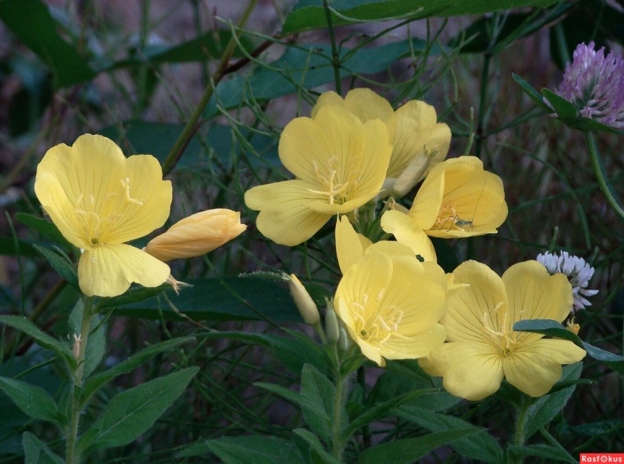 Энотера бесстебельная