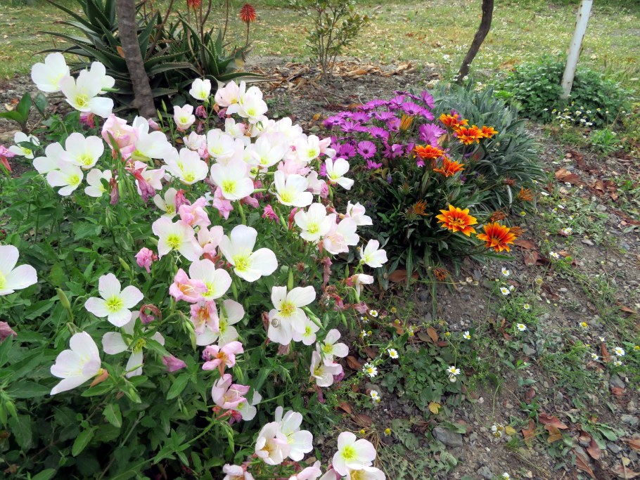 Энотера многолетняя розовая в ландшафтном дизайне