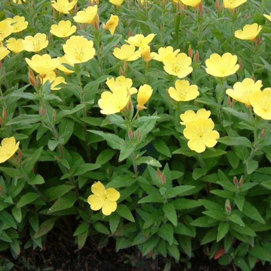 Энотера кустарниковая ослинник