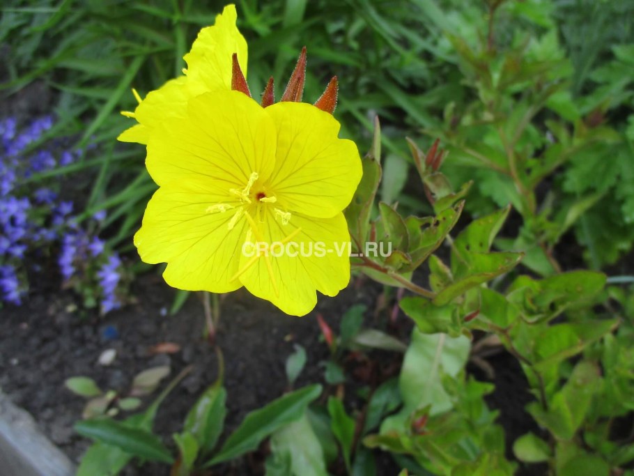 Энотера вечерняя роза