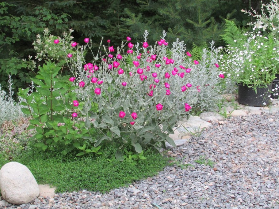 Лихнис и энотера