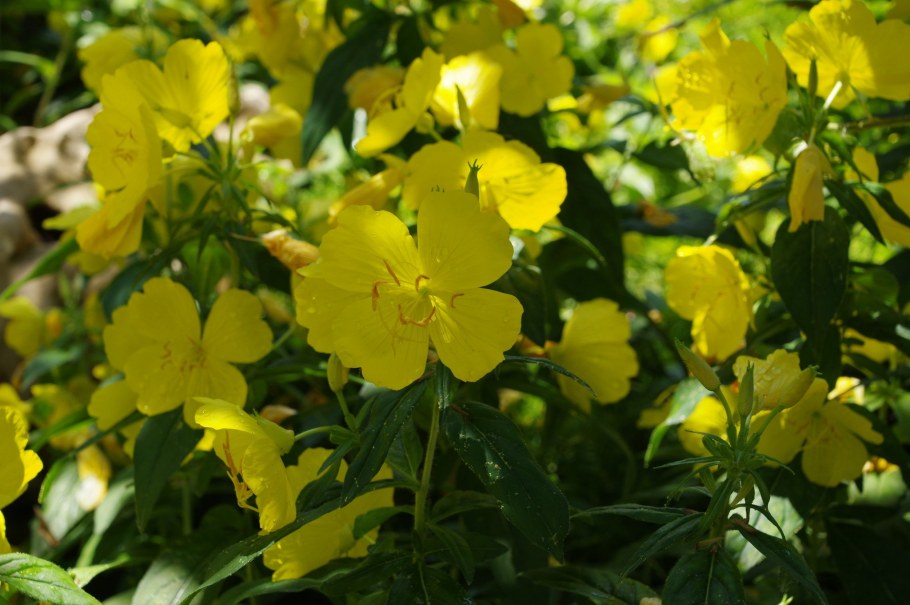 Энотера Калифорнийская