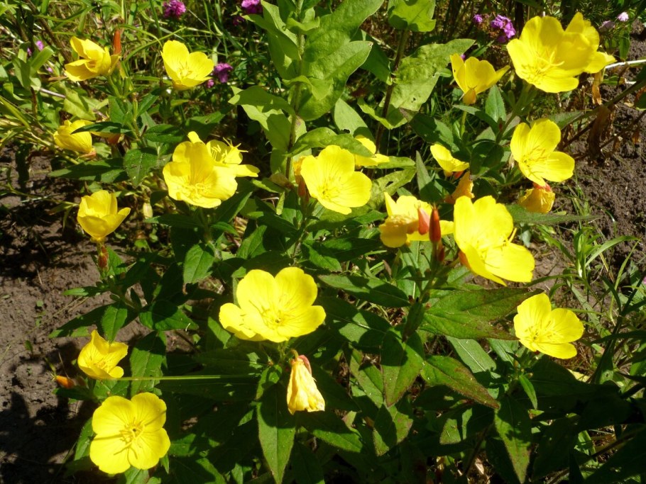 Ослинник двулетний листья