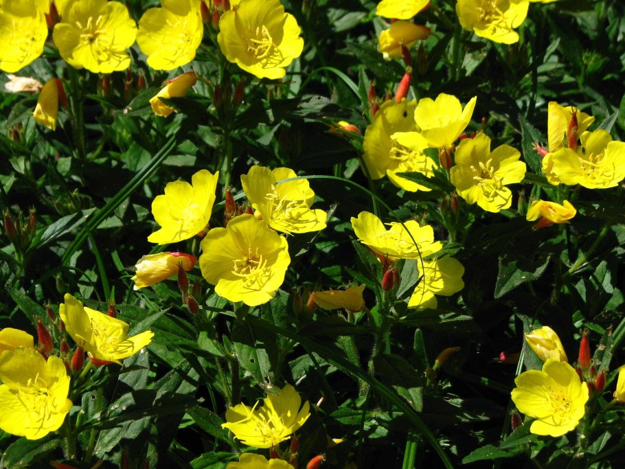 Энотера миссурийская