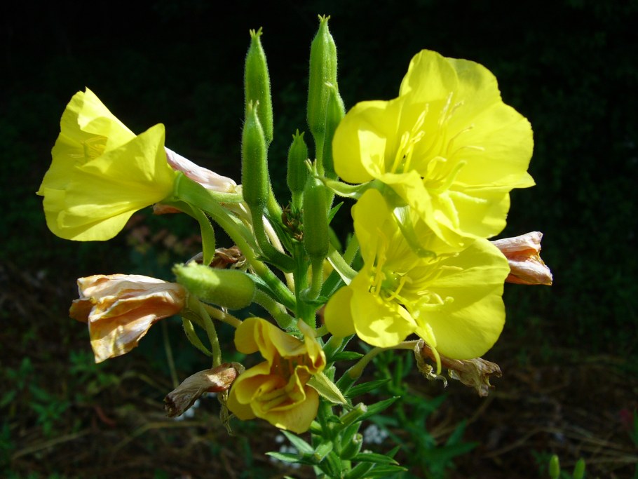 Энотера миссурийская Золотая