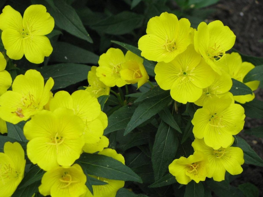 Энотера ослинник