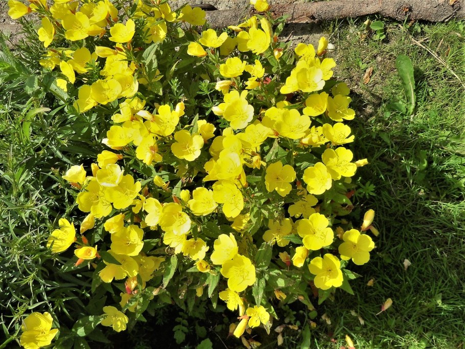 Энотера Ламарка