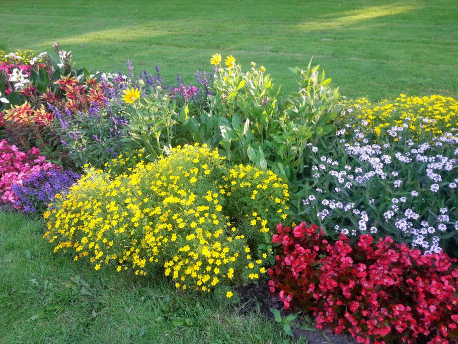 Кореопсис рабатка