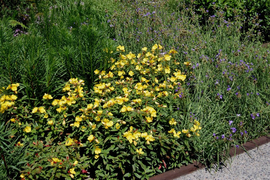 Энотера Ирина многолетняя