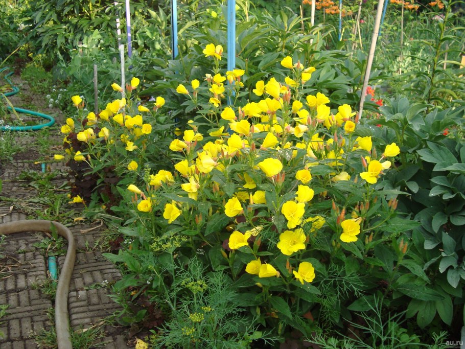 Энотера лимонная