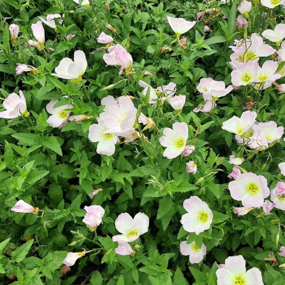 Энотера белая