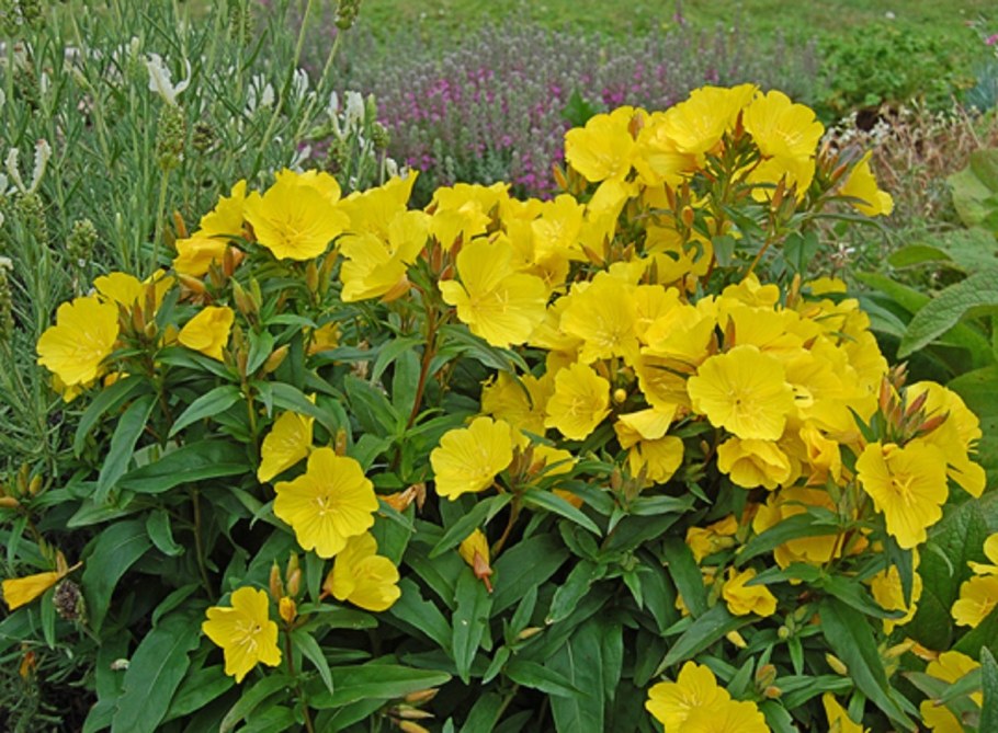 Энотера ослинник