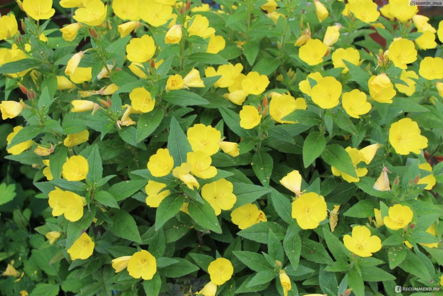 Энотера четырехугольная