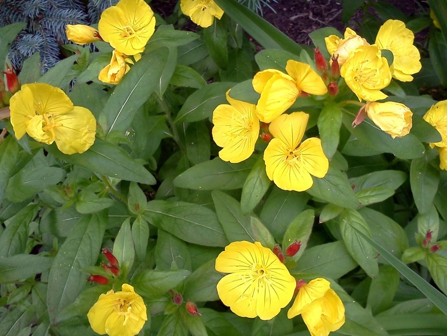 Вербейник энотера