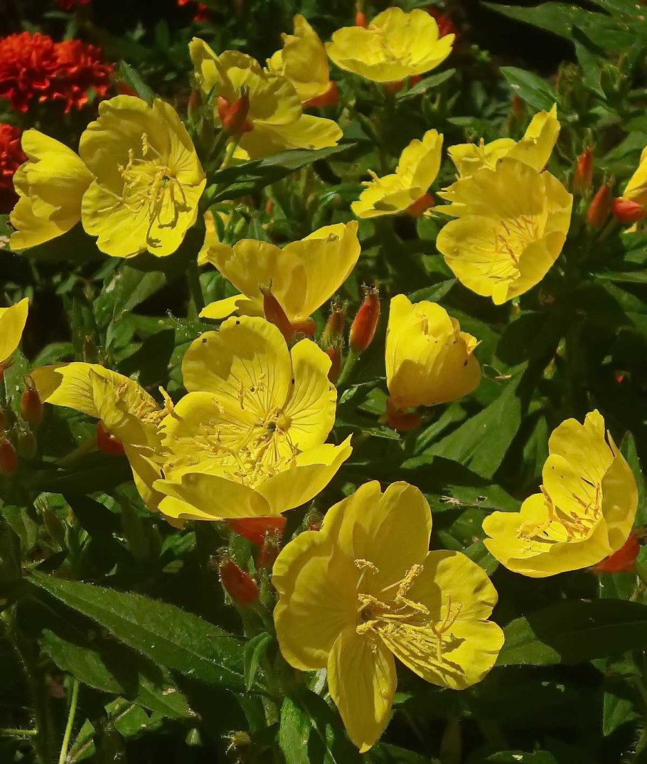 Энотера миссурийская желтая