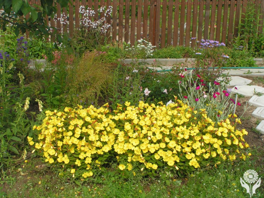 Энотера Ирина многолетняя