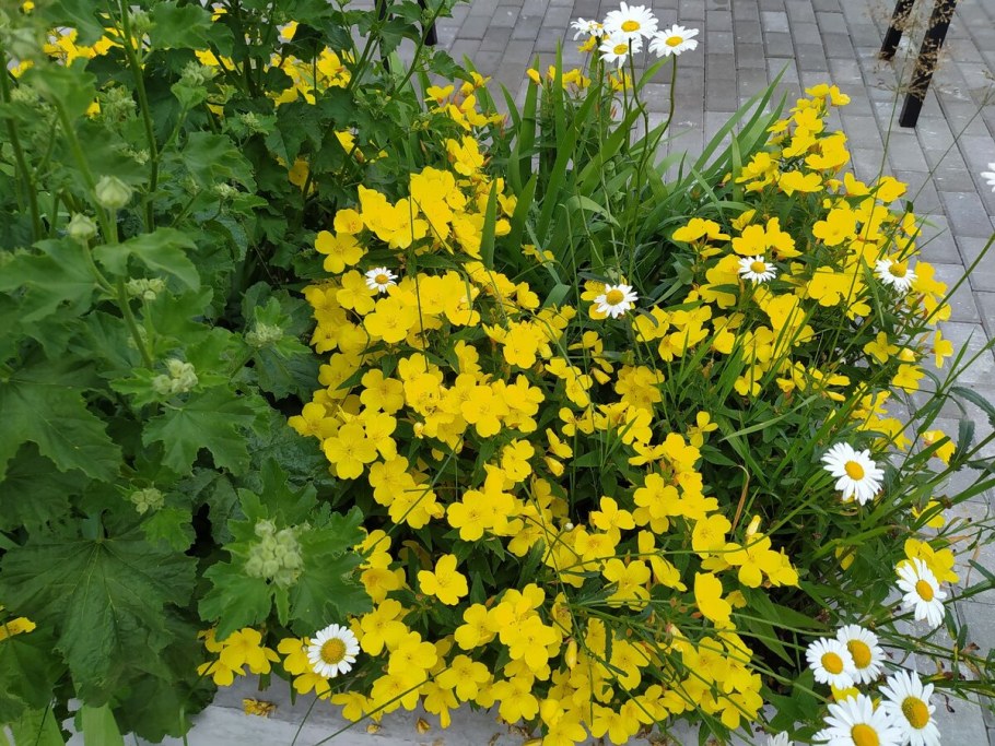 Энотера желтая на клумбах