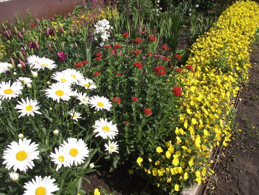 Энотера в цветнике