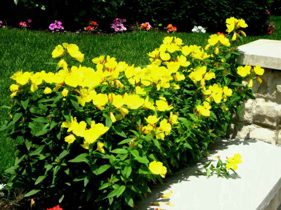 Энотера ослинник