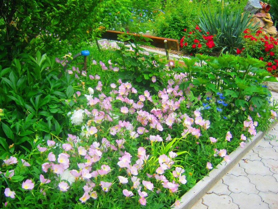 Лаватера и энотера