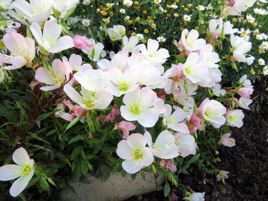 Энотера белая