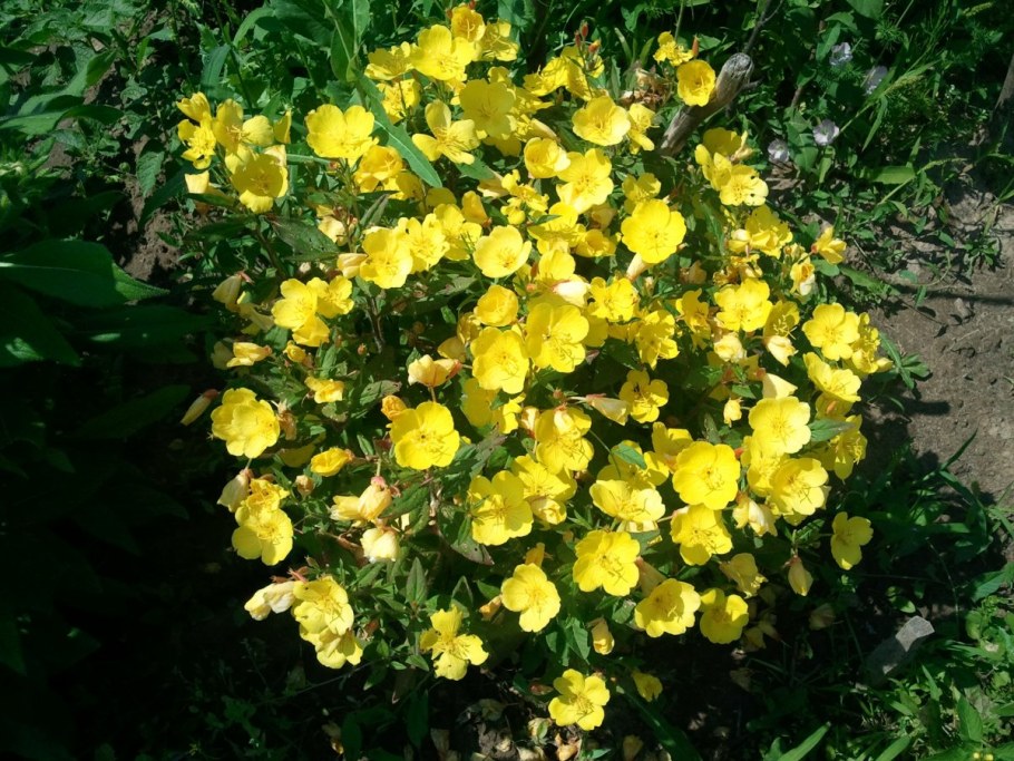 Энотера четырехугольная