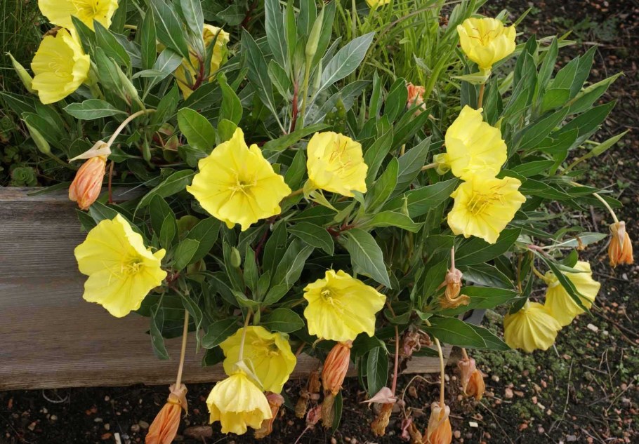 Энотера вечерняя роза