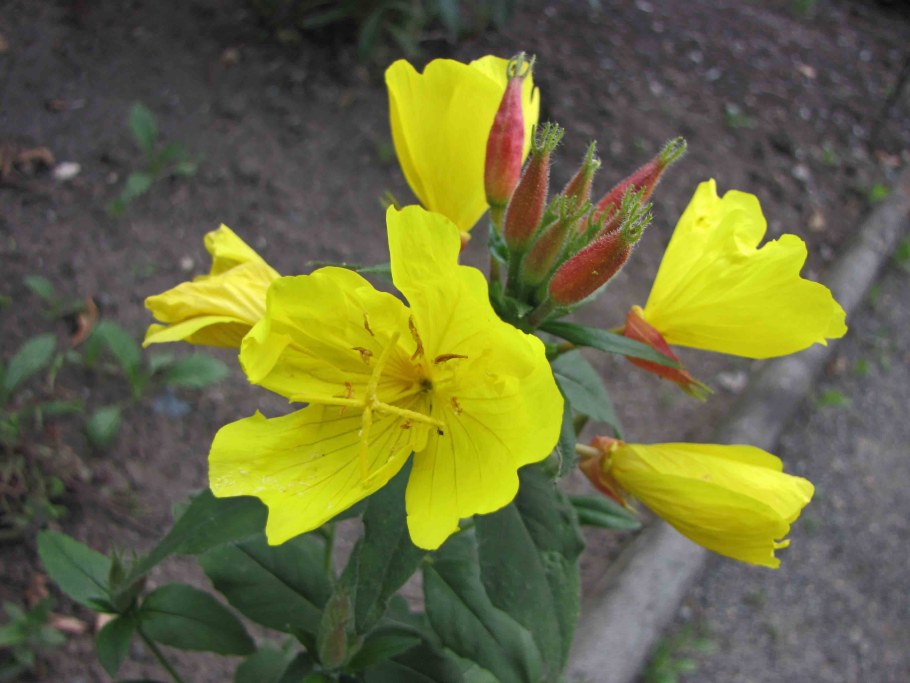 Энотера вечерняя роза