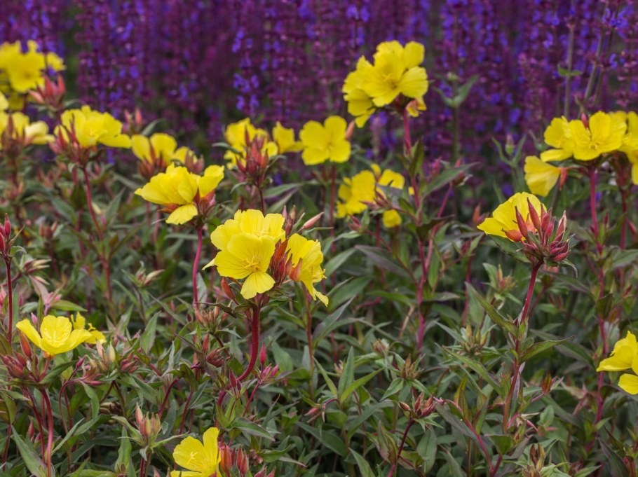 Энотера розовая многолетняя