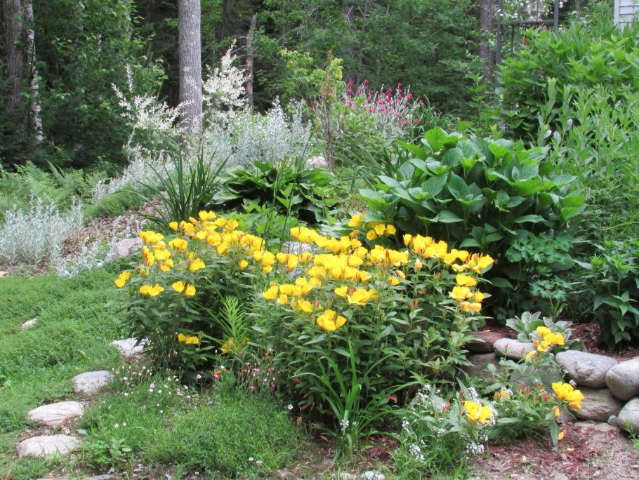 Энотера с хостой