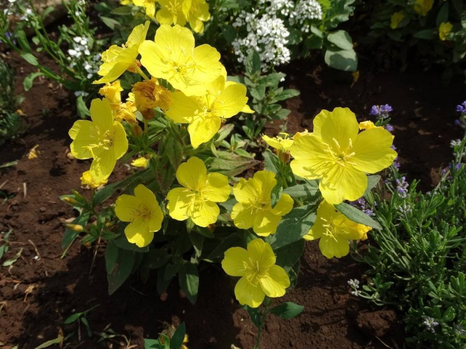 Энотера четырехугольная