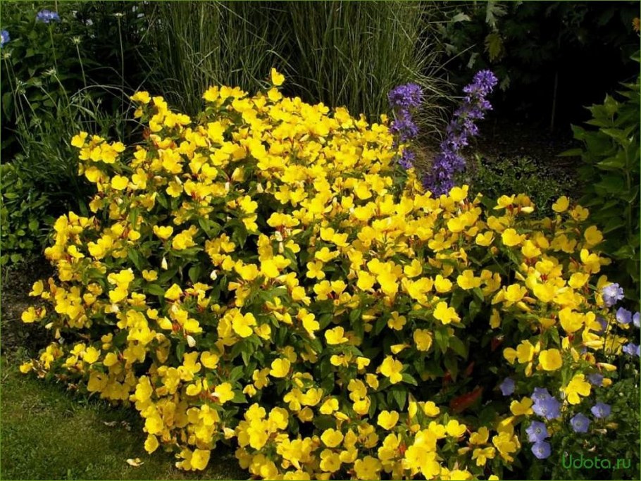 Энотера многолетняя