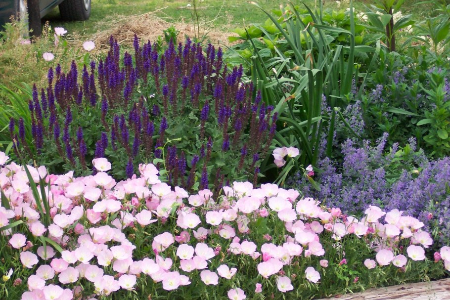 Энотера Ламарка