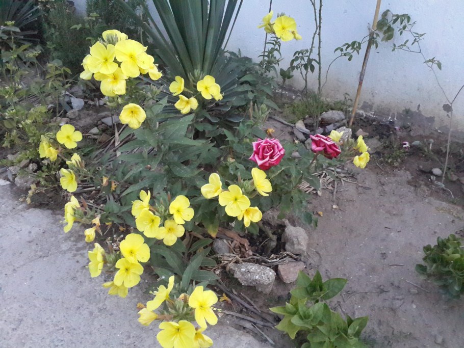 Энотера Ламарка