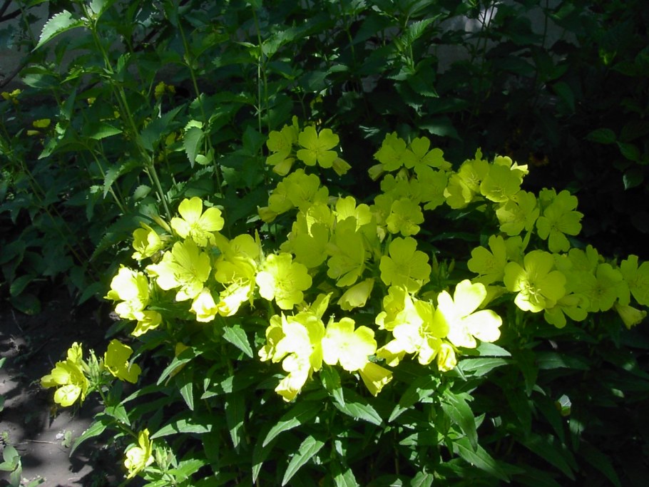 Энотеры силуэт