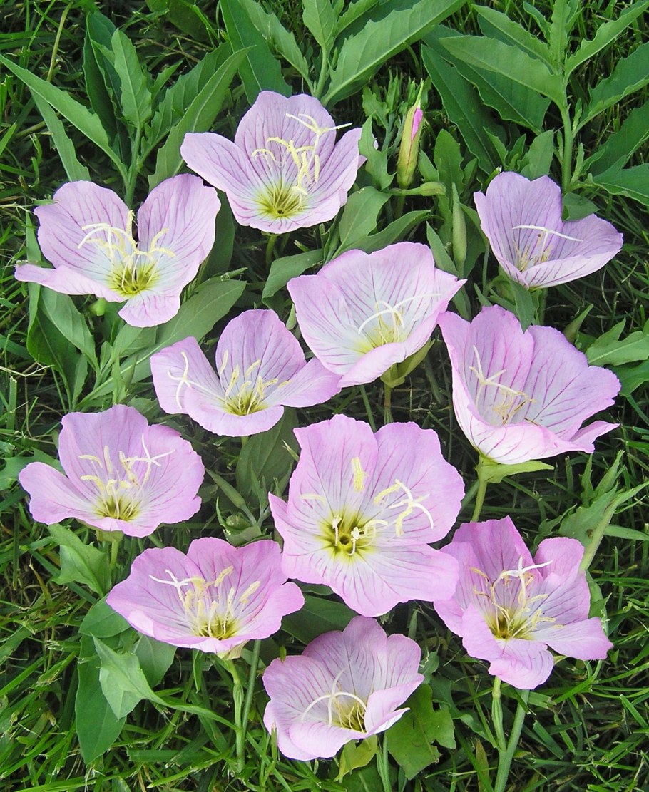 Энотера вечерняя роза (НК) /24604