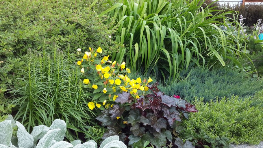 Энотера на клумбе