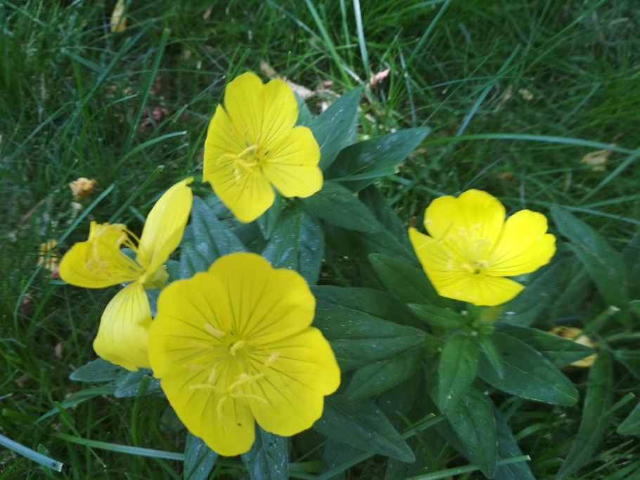 Энотера крупноплодная