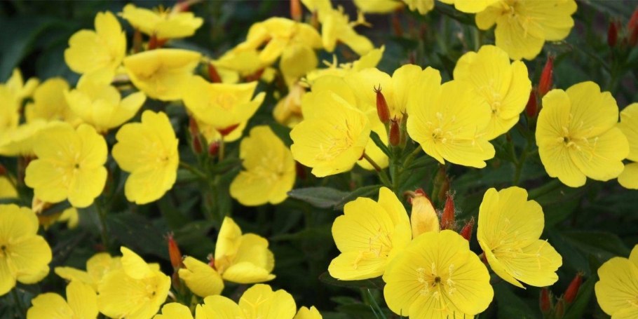 Энотера миссурийская Золотая