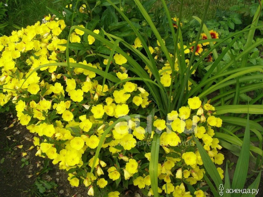 Энотера Ламарка