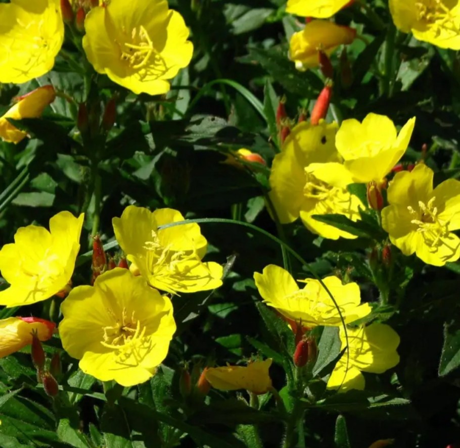 Энотера Тетрагона