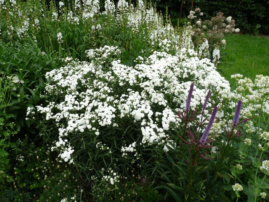 Тысячелистник птармика